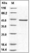 GDF-15 Protein, Human, Recombinant (hFc)