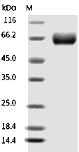 CD19 Protein, Human, Recombinant (hFc)