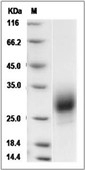 PLGF/PGF Protein, Mouse, Recombinant