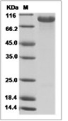 HER3/ERBB3 Protein, Rhesus, Recombinant