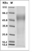 CD19 Protein, Mouse, Recombinant (His), Biotinylated