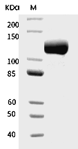 Neuropilin-1 Protein, Human, Recombinant (V179A, hFc)