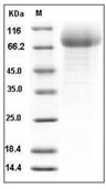 CD36 Protein, Mouse, Recombinant (His)
