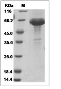 IL-23 Protein, Human, Recombinant (His)