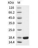 IL-10 Protein, Human, Recombinant