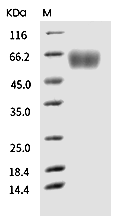 CD28 Protein, Human, Recombinant (hFc)