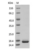 Interferon alpha 2/IFNA2 Protein, Human, Recombinant