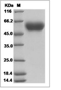 HNT/NTM Protein, Human, Recombinant (His)