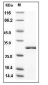 Influenza A H1N1 (A/Puerto Rico/8/34/Mount Sinai) Non-structural/NS1 Protein (His)