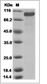 GAS6 Protein, Mouse, Recombinant (His)