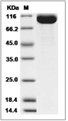 CDCP1 Protein, Rhesus, Recombinant (His)