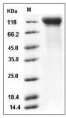IL-12RB2 Protein, Mouse, Recombinant (His)