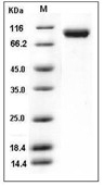 VCAM-1 Protein, Mouse, Recombinant (His)