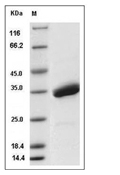 SPINK4 Protein, Mouse, Recombinant (hFc)