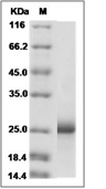 PDGFC Protein, Mouse, Recombinant (His)
