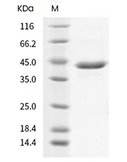 TGF beta 3 Protein, Human, Recombinant (hFc)