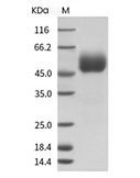 SIRP alpha Protein, Human, Recombinant (G75A, His)