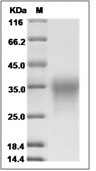CD47 Protein, Human, Recombinant, Biotinylated