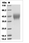 IFNAR2 Protein, Human, Recombinant (His), Biotinylated