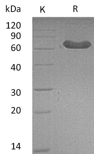 LTBR Protein, Mouse, Recombinant (hFc)