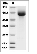 LILRA3/CD85e Protein, Human, Recombinant (His)