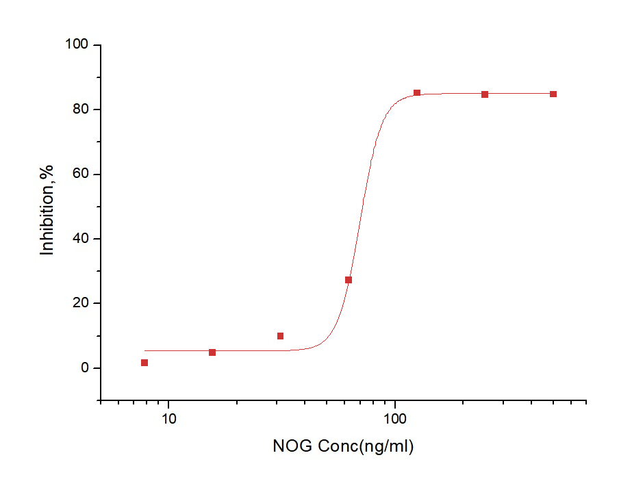 Noggin/NOG Protein, Human, Recombinant