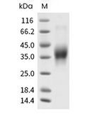 PD-1 Protein, Canine, Recombinant (His)