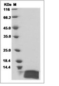 IL-8/CXCL8 Protein, Human, Recombinant (aa 28-99)