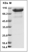 C-MPL Protein, Rat, Recombinant (hFc)