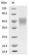 IL-2RG Protein, Rat, Recombinant (His)