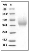 DMBT1 Protein, Human, Recombinant (His)