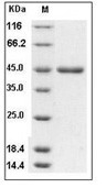 BMP-2 Protein, Human, Mouse, Rat, Rhesus, Canine, Recombinant (hFc)