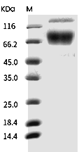 PD-L1 Protein, Canine, Recombinant (hFc)
