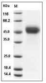 uPAR/PLAUR Protein, Human, Recombinant (His)