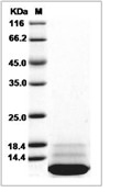IL-13 Protein, Cynomolgus, Recombinant
