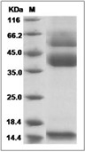 Latent TGF beta 1 Protein, Mouse, Recombinant (His)