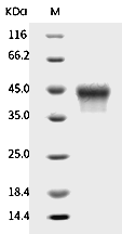 CD25/IL2R alpha Protein, Rhesus, Recombinant (His & Avi), Biotinylated