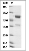 Ephrin A1/EFNA1 Protein, Human, Recombinant (hFc)