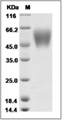 5T4/TPBG Protein, Human, Recombinant (aa 60-345, His)