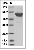 OX40L/TNFSF4 Protein, Human, Recombinant (hFc)