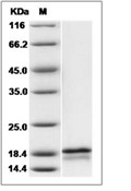 FGF-6 Protein, Human, Recombinant