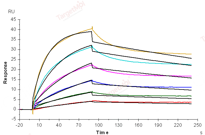 CD47 Protein, Human, Recombinant (aa 1-139, His)