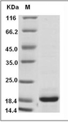 IL-33 Protein, Cynomolgus, Recombinant
