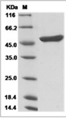 Apolipoprotein A-IV/APOA4 Protein, Human, Recombinant (His)