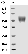 CD25/IL2R alpha Protein, Mouse, Recombinant (His)