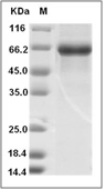 IL-23 Protein, Human, Recombinant (His & Avi), Biotinylated