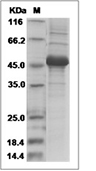 IL-23 P19/IL23A Protein, Human, Recombinant (hFc)