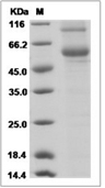 LOXL2 Protein, Mouse, Recombinant (His)