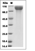 EGFR Protein, Cynomolgus, Recombinant (His)