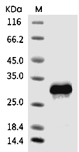 CD40 Protein, Mouse, Recombinant (His)